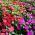 Busy Lizzie seeds - Impatiens walleriana - 160 seeds