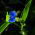 Biji Commelina - Commelina tuberosa - 125 biji