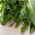 Rădăcină semințe de Cicoare - Cichorium intybus - 3600 de semințe