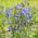 Alpen-Akelei Samen - Aquilegia alpina - 375 Samen