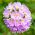 Drumstick Primrose frø - Primula denticulata - 600 frø - Penicula denticulata