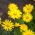 Leopard's Bane Medaillon d’Or zaden - Doronicum caucasicum - 220 zaden - Doronicum orientale