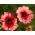 Nepal Cinquefoil, Miss Willmott seeds - Potentilla nepalensis - 600 zaden