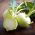Kohlrabi Delikates weisser Samen - Brassica oleraceae var. Gongylodes - 520 Samen