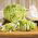 Kopfsalat "Queen of summer" Samen - Lactuca sativa - 1150 Samen