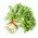 Chicorée, Endive - 300 graines - Cichorium endivia