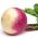 Rapa - De Nancy - 2500 semi - Brassica rapa subsp. Rapa