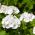 Semințe de geraniu alb - Pelargonium - 11 semințe - Pelargonium L'Hér.
