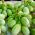 Ornamental Cucumber mixed seeds - Cucumis dipsaceus - 54 seeds