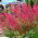 Graines d'Heuchère, Désespoir du Peintre - Heuchera sanguinea - 12500 graines