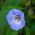Spuldzeņu nikandra - Nicandra physalodes - Izaug līdz 90 cm, piemērots savvaļas dārziem - Svaigas sēklas