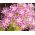 Drummond Phlox Twinkle Star magjai - Phlox drummonda cuspidata nana - 500 mag - Phlox drummondii cuspidata var. Stellaris - magok