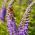 Aksærenpris - Sightseeing - 1000 frø - Veronica spicata