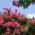 Crapa Myrtle, Crepe Semințe de Myrtle - Lagerstroemia indica - 40 semințe