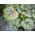 Graines d'Heuchère, Désespoir du Peintre - Heuchera sanguinea - 12500 graines