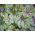 Graines d'Heuchère, Désespoir du Peintre - Heuchera sanguinea - 12500 graines