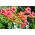 Trumpet Vine, Trumpet Creeper semena - Campsis radicans