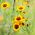 Tofarvet skønhedsøje - dværgblanding - Coreopsis tinctoria - Tidlig blomstring, livligt bunddække - Friske frø