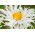 Crazy Daisy, hạt Snowdrift - hoa cúc tối đa fl.pl - 160 hạt - Chrysanthemum maximum fl. pl. Crazy Daisy
