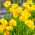 Krásnoočko nízké - Coreopsis tinctoria - Kompaktní sluneční milovníci, kvete od června do října - Čerstvá semena