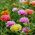 Praktportlak fylld mix - Portulaca grandiflora - Regnbågsfärger för iögonfallande trädgårdar - Färska frön