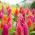 Celosia Plumosa - Mixed - Celosia argentea var. plumosa - Plush Blooms, Captivating Displays - Fresh Seeds