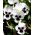 Viola wittrockiana - Silverbride, Silberbrauti - Bianco e Nero - 400 semi - Viola x wittrockiana
