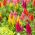 Lav Celosia plumosa - Celosia argentea var. plumosa nana - Strålende farver, sommerlang skønhed - Friske frø