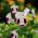 Catalina Pink Torenia, semi di Wishbone Flower - Torenia fournieri