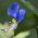 Biji Commelina - Commelina tuberosa - 125 biji