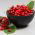 シサンドラ、シサンドラベリーの種 -  Schisandra chinensis - シーズ