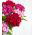 Sweet William frön - Dianthus barbatus - 900 frön