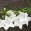 Balloon Flower - White - Platycodon grandiflorus - Elegant Perennial with Majestic Flowers - Fresh Seeds