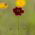 Menyecskeszem - Coreopsis tinctoria - Ragyogó piros virágok sötét középpel - Friss vetőmagok