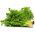 Chicorée, Endive - 300 graines - Cichorium endivia