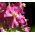 Paarse Mullein-zaden - Verbascum phoeniceum - 800 zaden