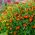 Marigold Red Gem seeds - Tagetes tenuifolia - 600 seeds