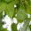 Ornamental Cucumber mixed seeds - Cucumis dipsaceus - 54 seeds