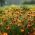 Marigold Red Gem seeds - Tagetes tenuifolia - 600 seeds