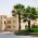 Cotton Palm, Desert Fan Palm seeds - Washingtonia filifera - 5 seeds