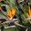 Kuş Cenneti çiçek tohumları - Strelitzia reginae - 10 tohum