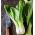 Använda - Pak - Choi - 500 frön - Brassica rapa subsp. chinensis