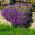 Aubrieta - színes virágkeverék - Aubrieta x hybrida - Színes virágok, ideális szegélyezéshez - Friss vetőmagok