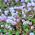Pink Knotweed, semi di Knotweed giapponesi - Polygonum capitatum - 100 semi