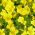 Trailing Viola seeds - Viola x williamsii - 270 seeds