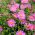 Michaelmas daisy, New England semi Aster - Aster-Inghilterra - 42 semi - Aster novae-angliae & Aster novi-belgii