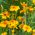 Semințe de gălbenuș de aur - Tagetes tenuifolia - 600 de semințe