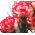 Raspberry Ripple Carnation seeds - Dianthus caryophyllus - 110 seeds