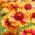 Semințe de floare de floarea-soarelui - Gaillardia aristata - 300 de semințe