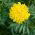 Rose d'Inde  - Fantastic - 90 graines - Tagetes erecta